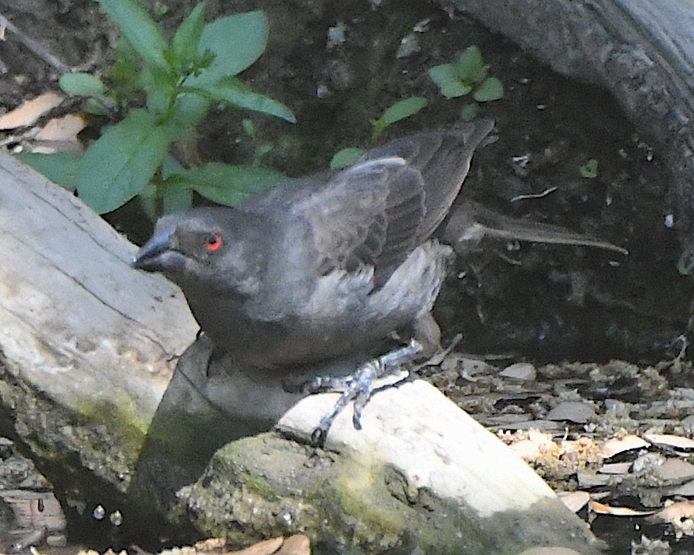 Bronzed Cowbird - Ted Wolff