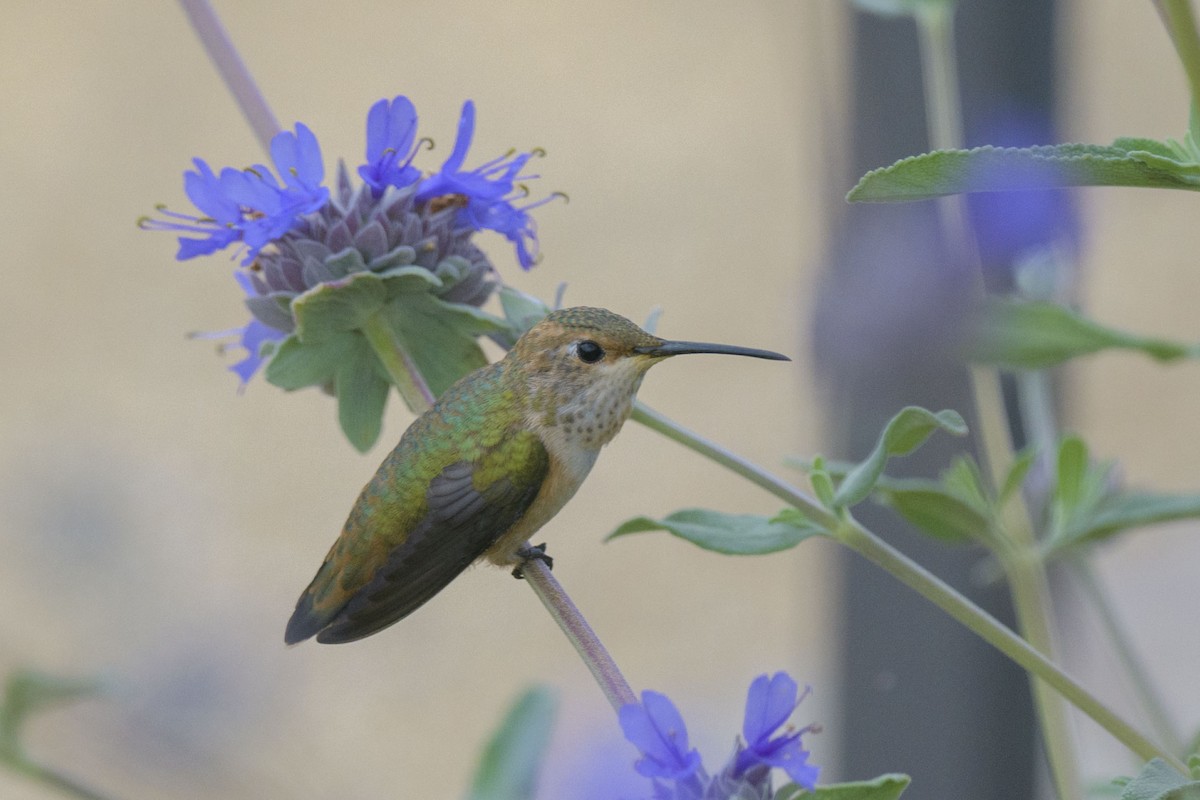 Allen's Hummingbird - Randy Harwood