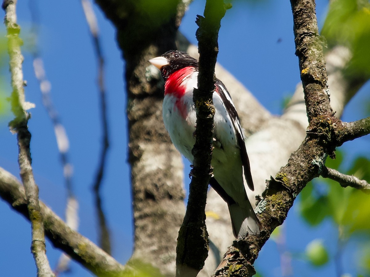 Rose-breasted Grosbeak - David McCartt