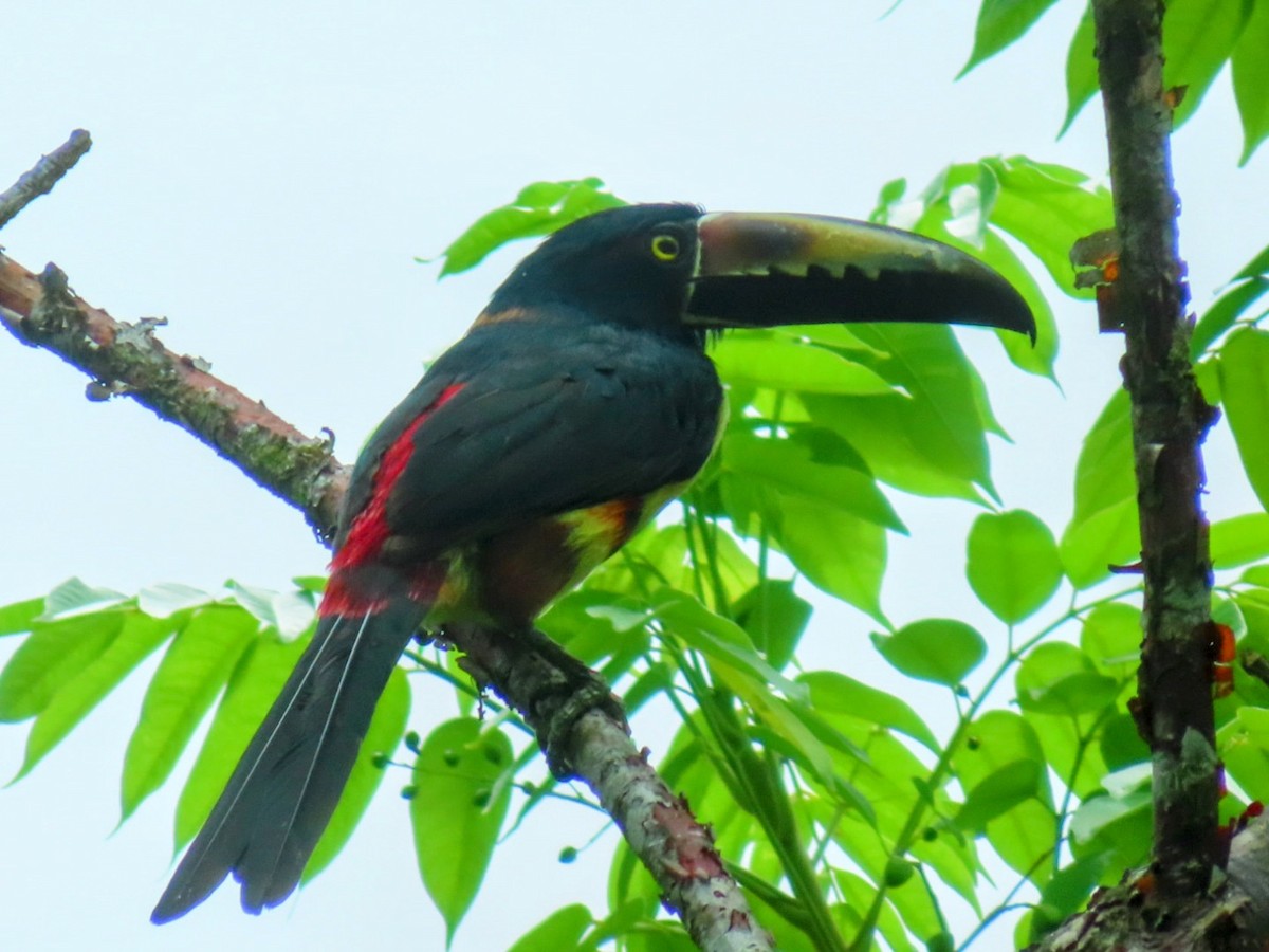 Collared Aracari - Lani Sherman