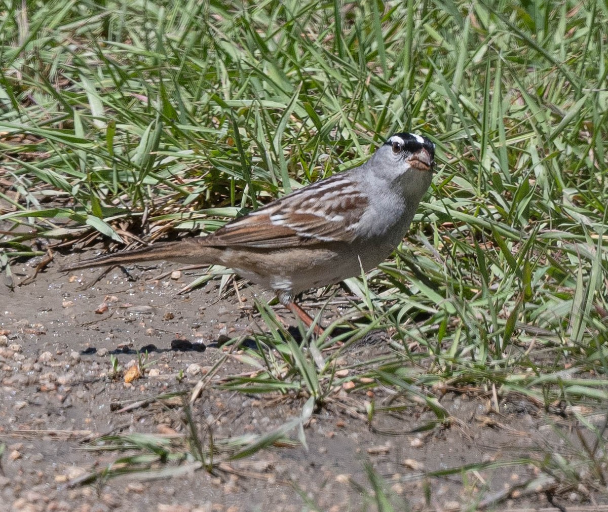 White-crowned Sparrow - Jonelle Balais
