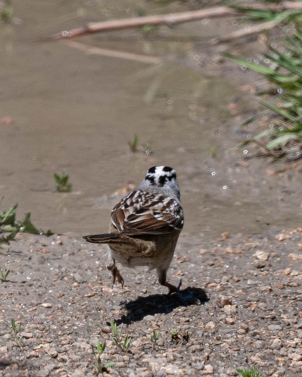 White-crowned Sparrow - Jonelle Balais