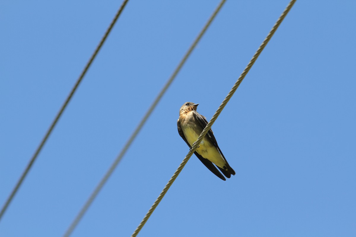 Southern Rough-winged Swallow - Robert  Shewack