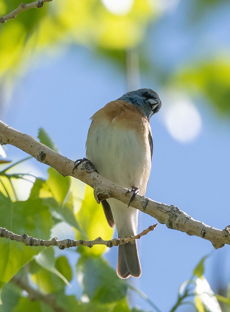 Lazuli Bunting - Jonelle Balais