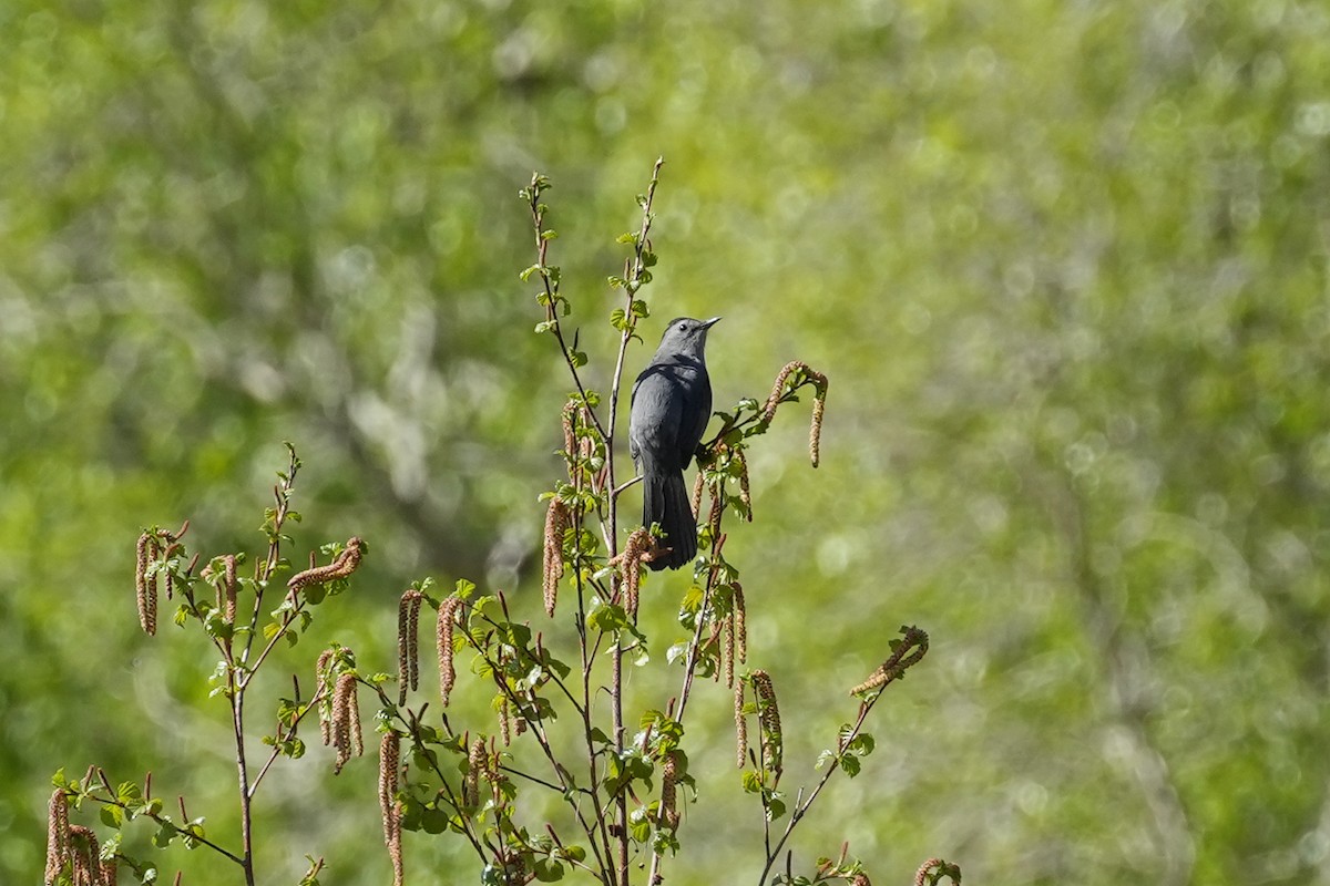 Gray Catbird - Patty Griffith