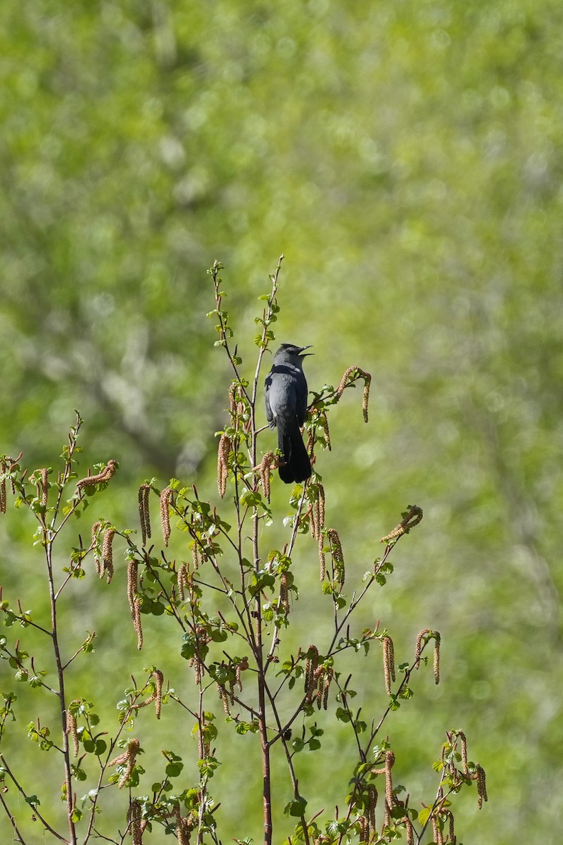 Gray Catbird - Patty Griffith