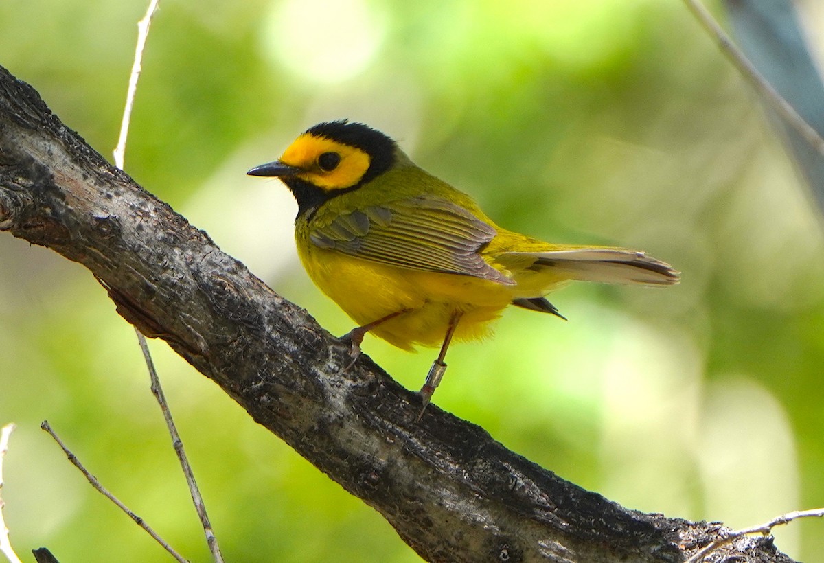 Hooded Warbler - Kathryn Kay