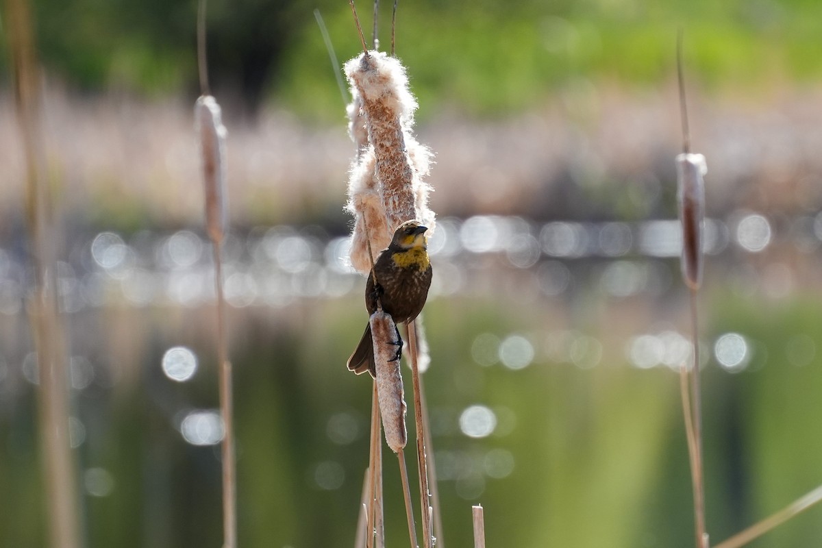 Yellow-headed Blackbird - Patty Griffith