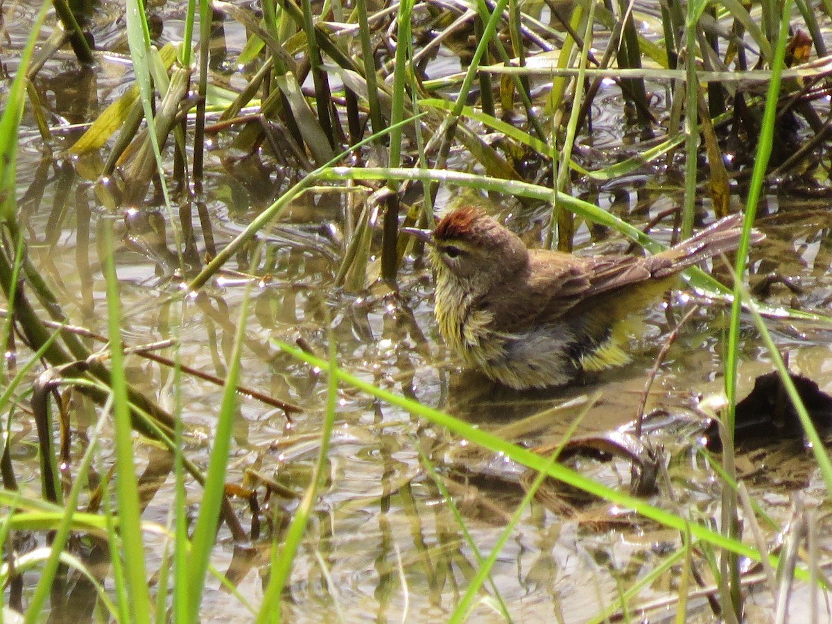 Palm Warbler - Brenda Werntz