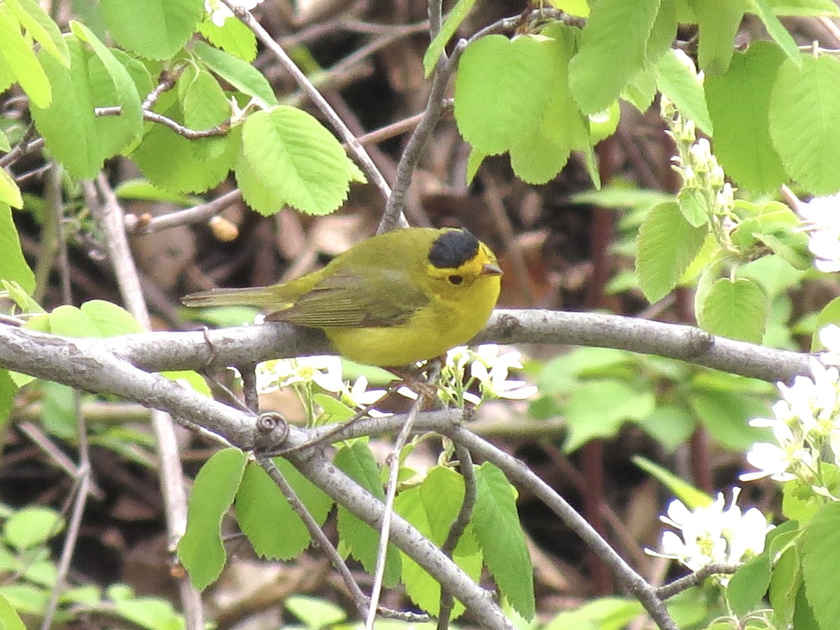 Wilson's Warbler - Brenda Werntz