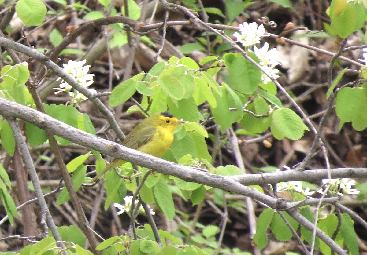 Wilson's Warbler - Brenda Werntz