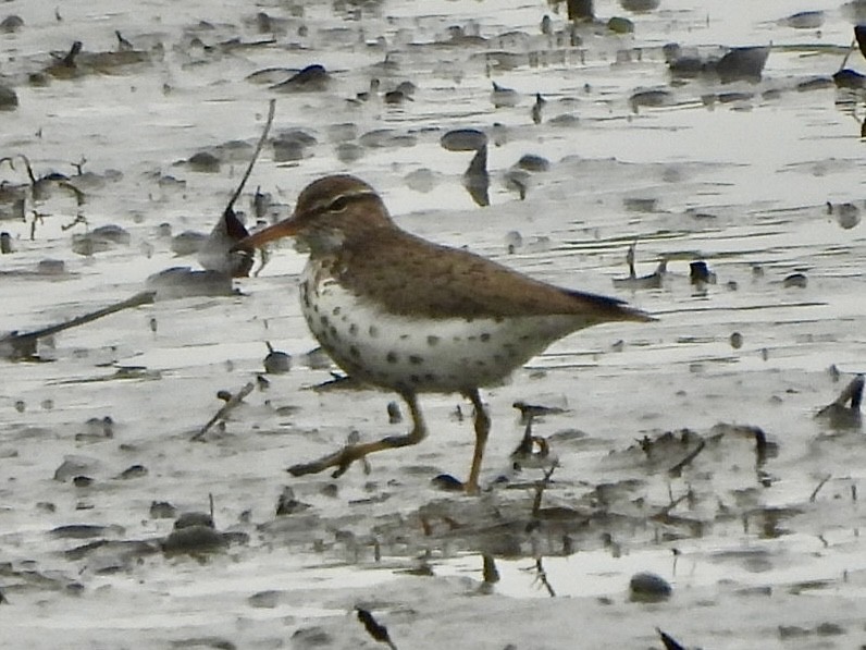 Spotted Sandpiper - Kate Byrne