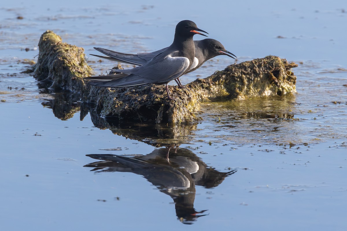 Black Tern - ML619148126