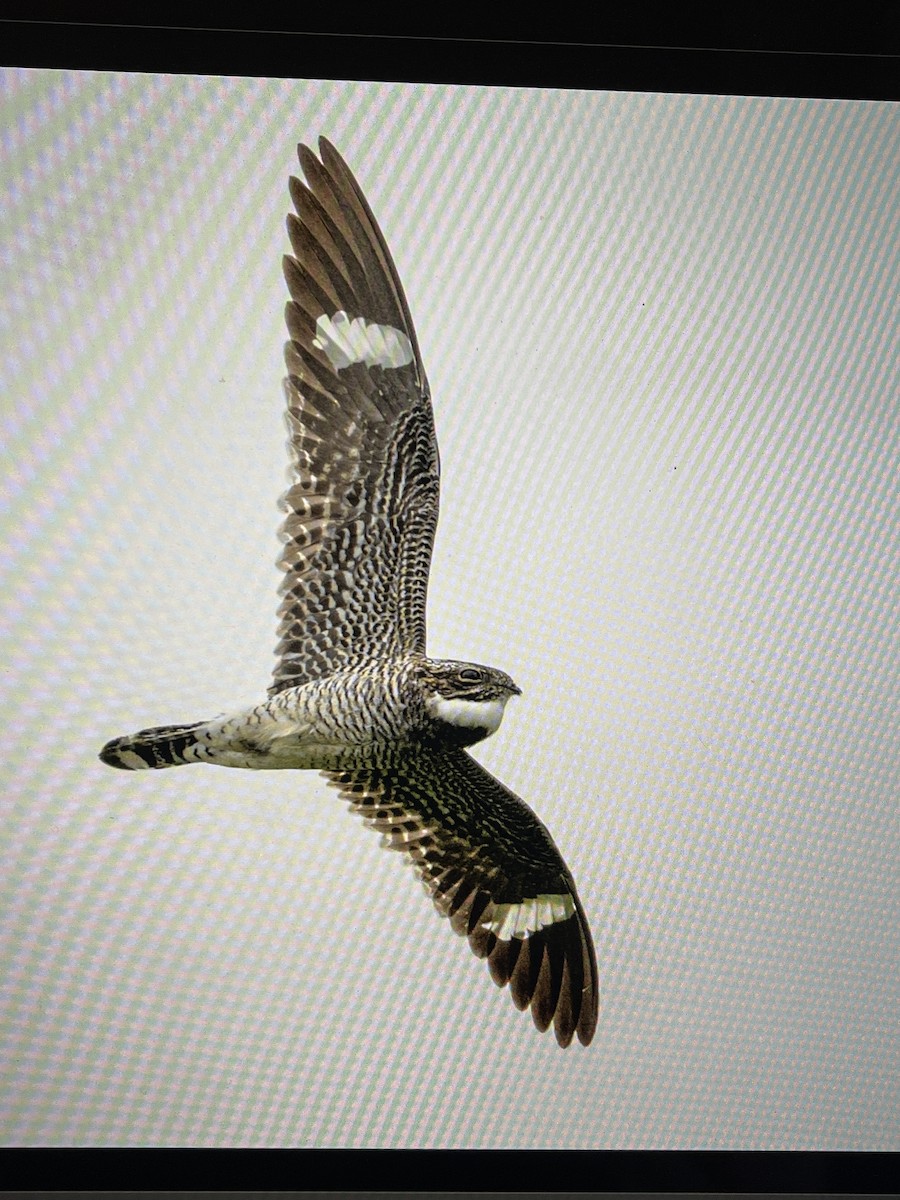 Common Nighthawk - Cheryl White