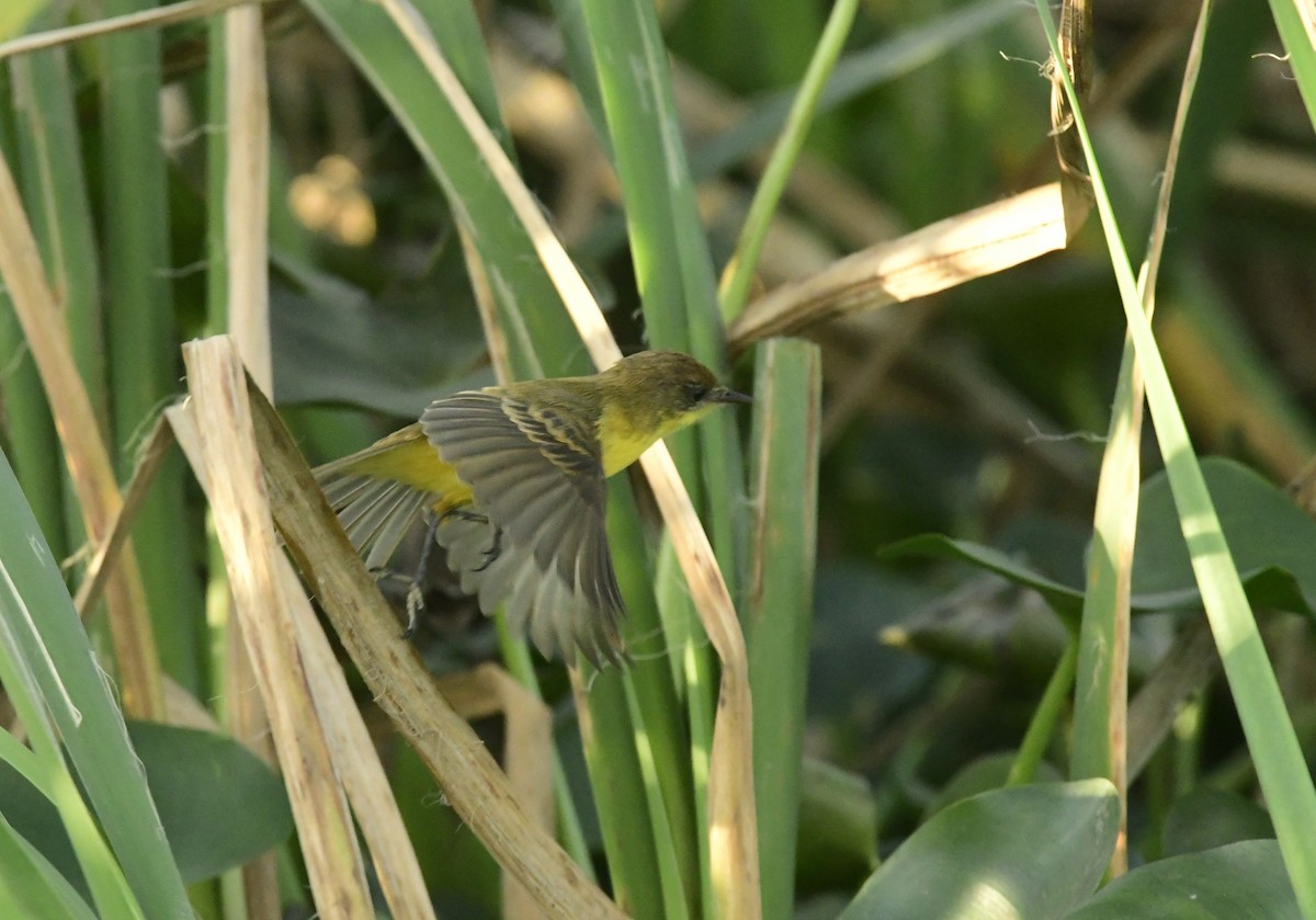 Warbling Doradito - Eugenia Boggiano