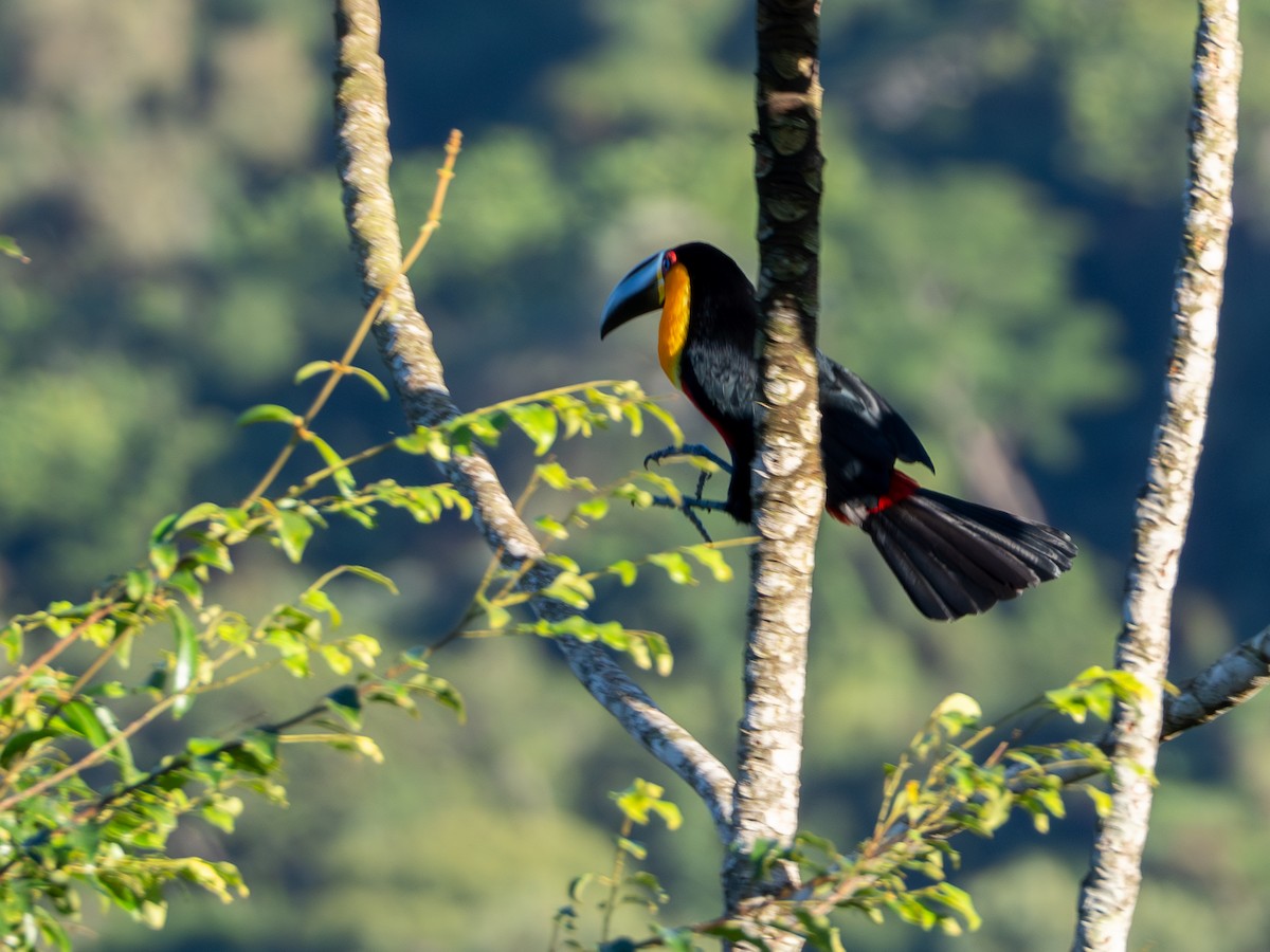 Channel-billed Toucan - Vitor Rolf Laubé