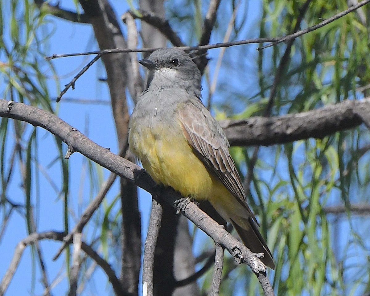 Cassin's Kingbird - Ted Wolff