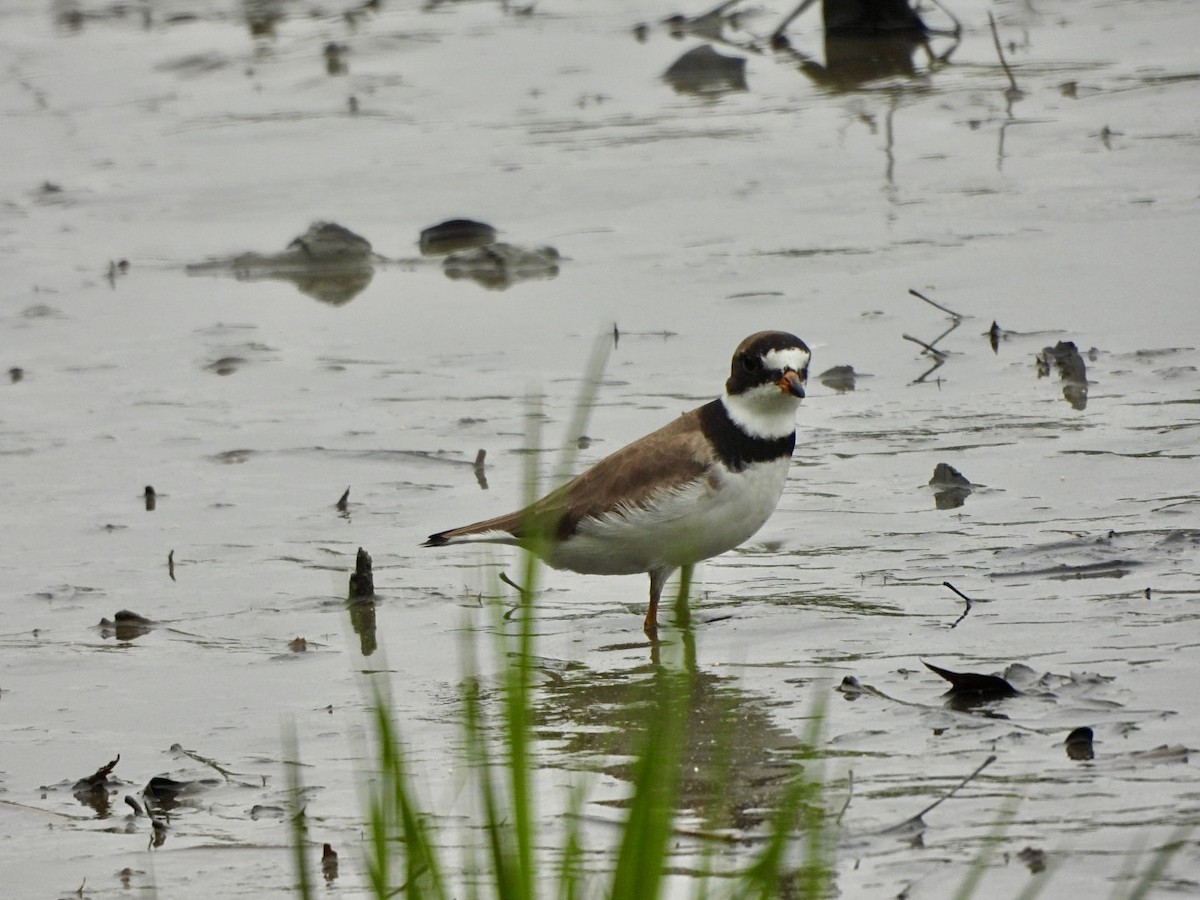 Semipalmated Plover - ML619148145