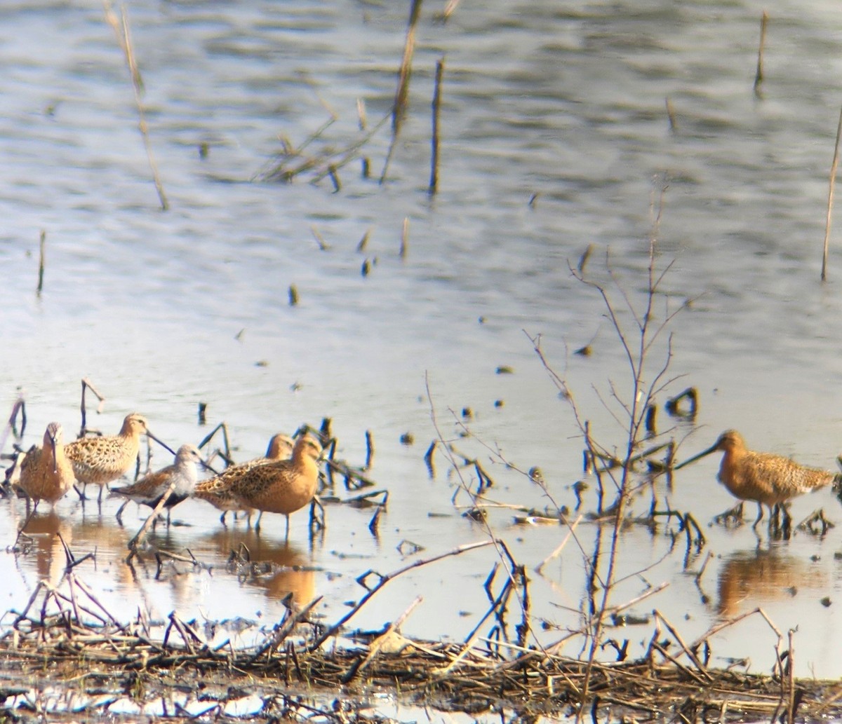 Short-billed Dowitcher - Terry Ansel