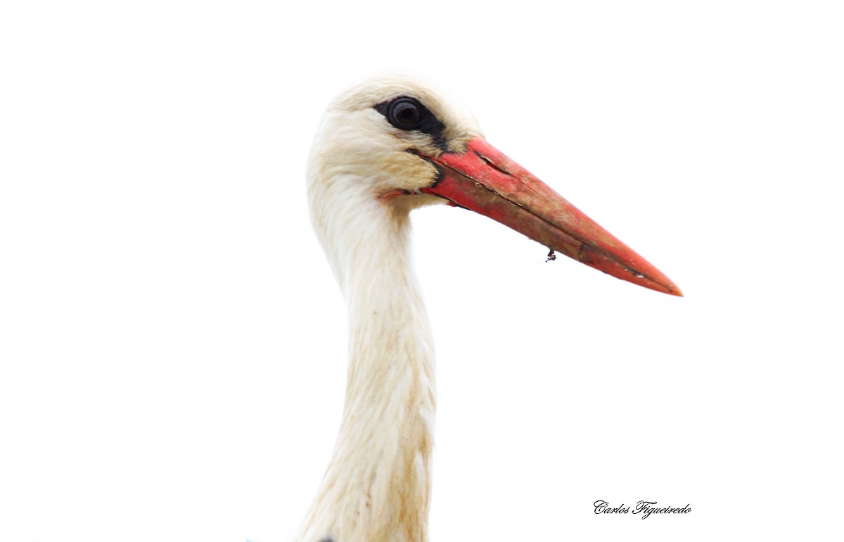 White Stork - Carlos Figueiredo