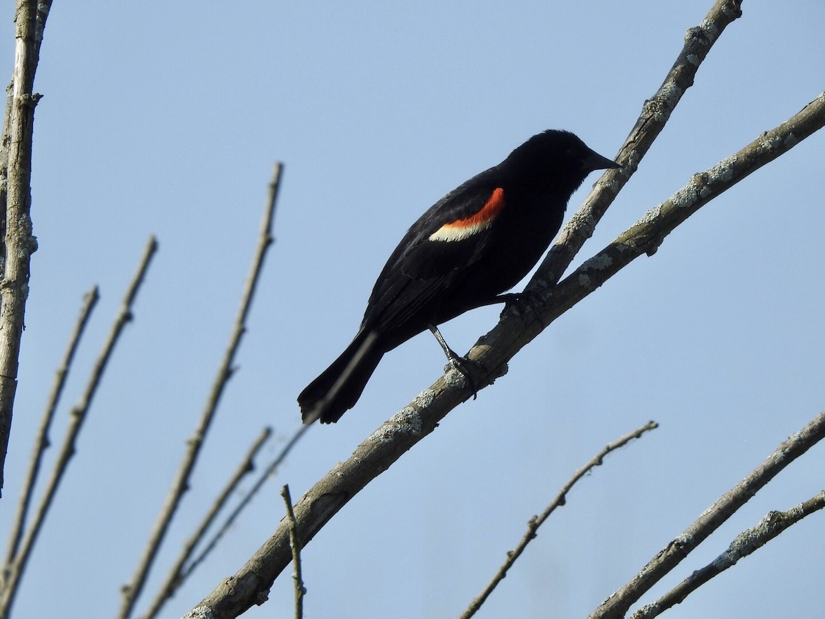 Red-winged Blackbird - Anita Hooker