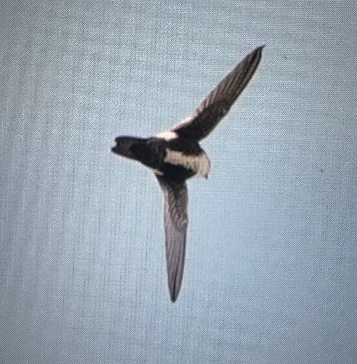 White-throated Swift - Gak Stonn