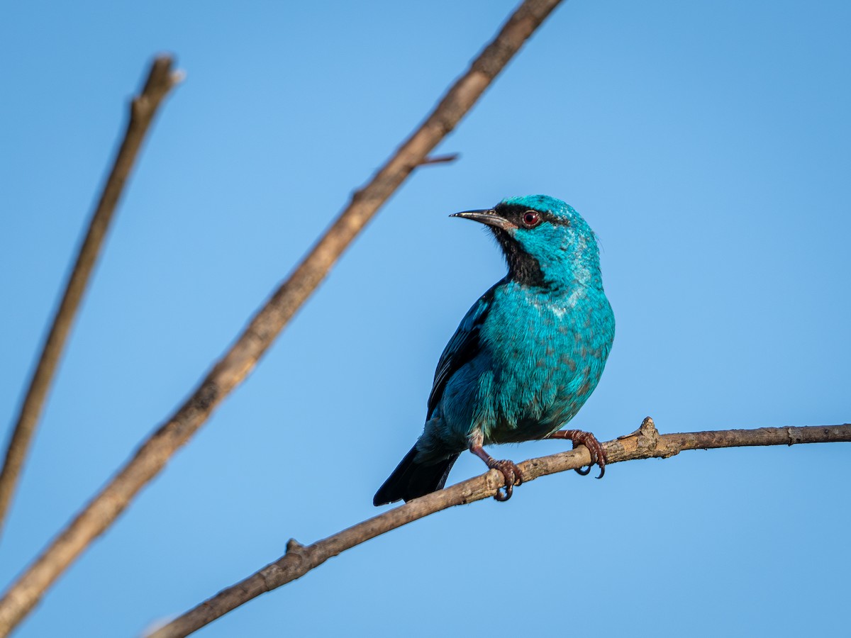 Blue Dacnis - Vitor Rolf Laubé