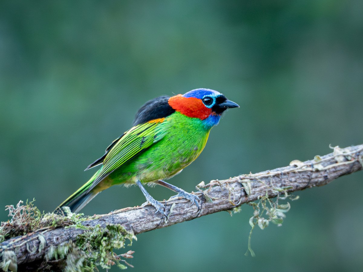 Red-necked Tanager - Vitor Rolf Laubé