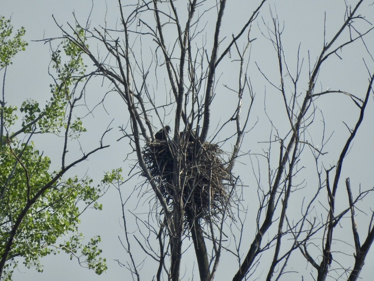 Bald Eagle - Anita Hooker