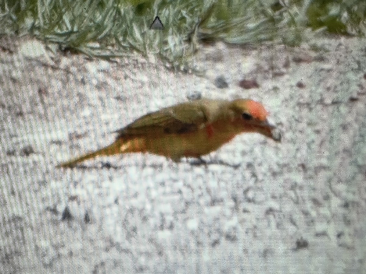 Summer Tanager - Gak Stonn