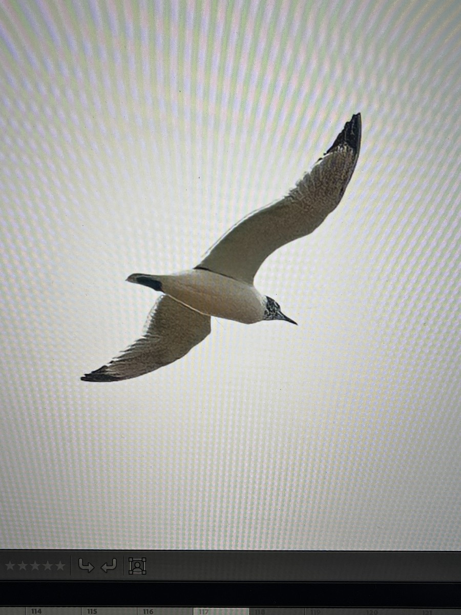 Franklin's Gull - Cheryl White