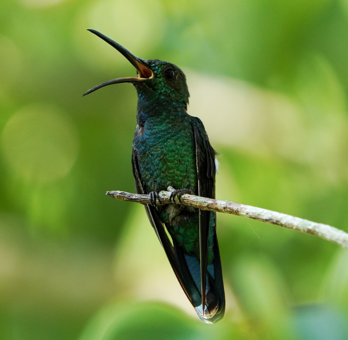 kolibřík smaragdový - ML619148228