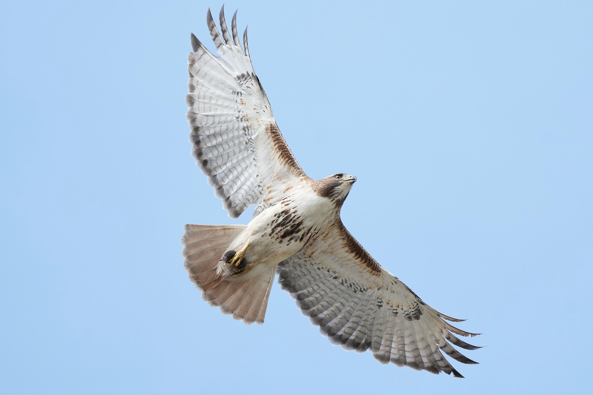 Red-tailed Hawk - David Mou