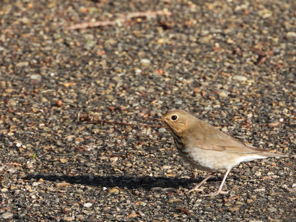 Swainson's Thrush - Daniel Raleigh