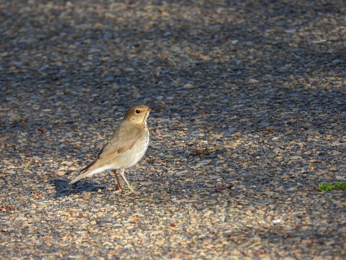 Swainson's Thrush - Daniel Raleigh