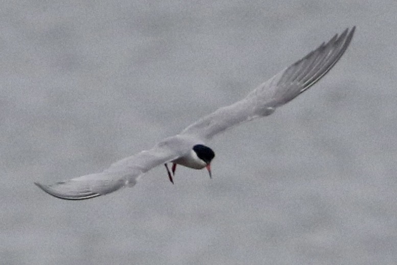 Common Tern - ML619148236