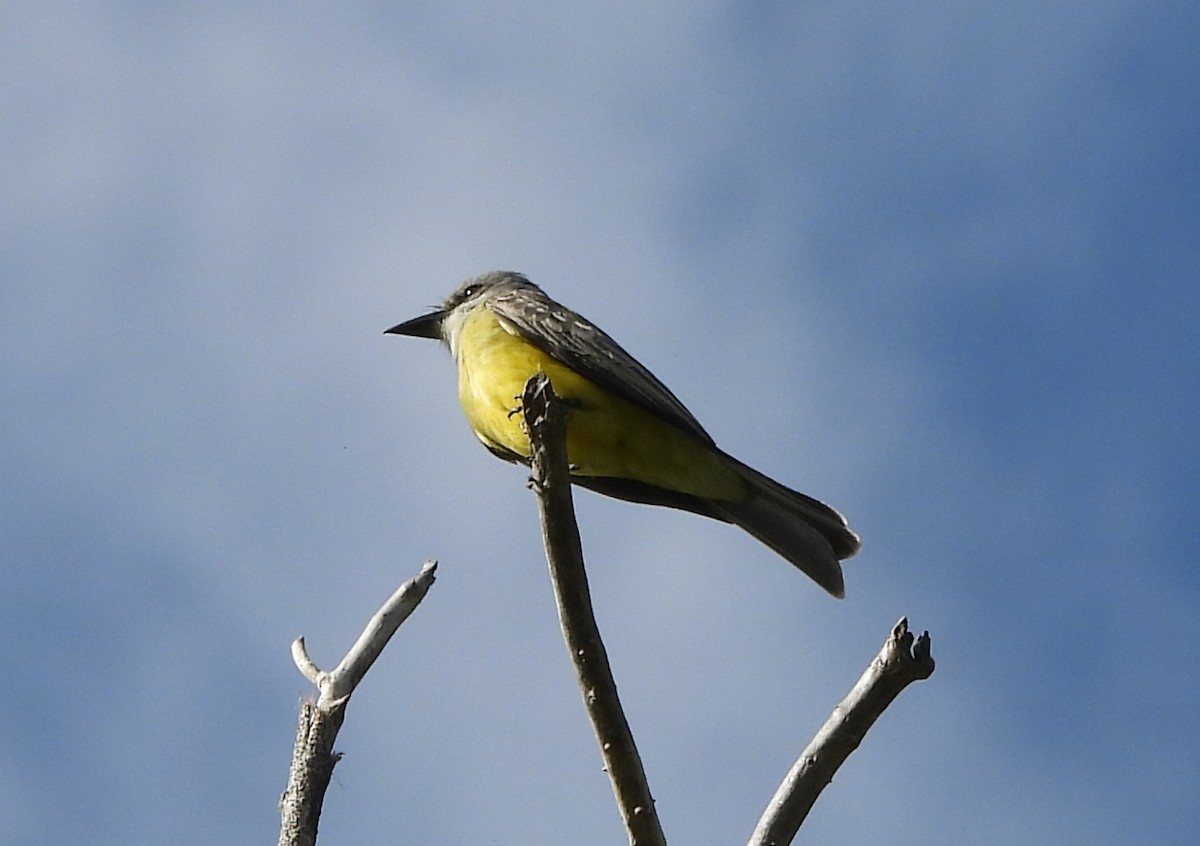 Tropical Kingbird - Steve Hosmer