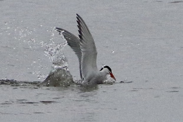 Common Tern - Dan Rottino