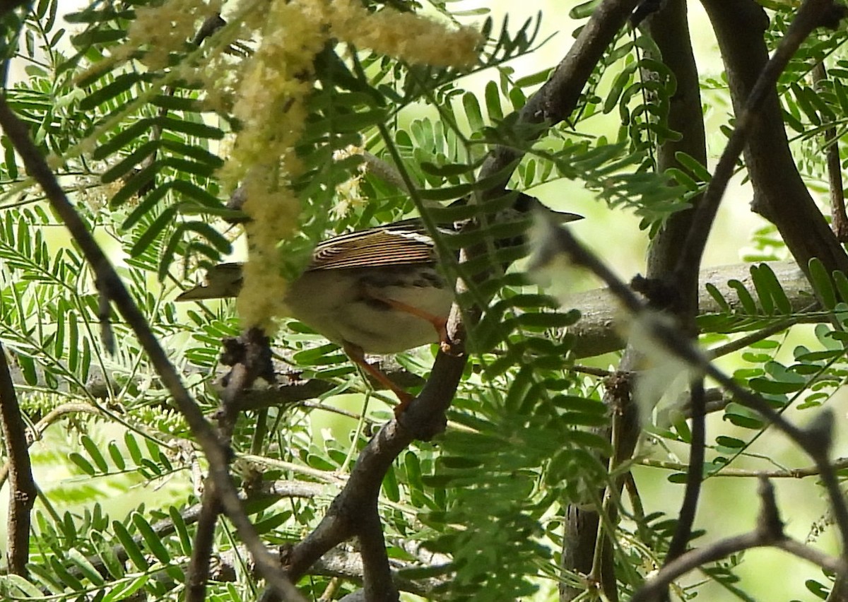 Blackpoll Warbler - Steve Hosmer