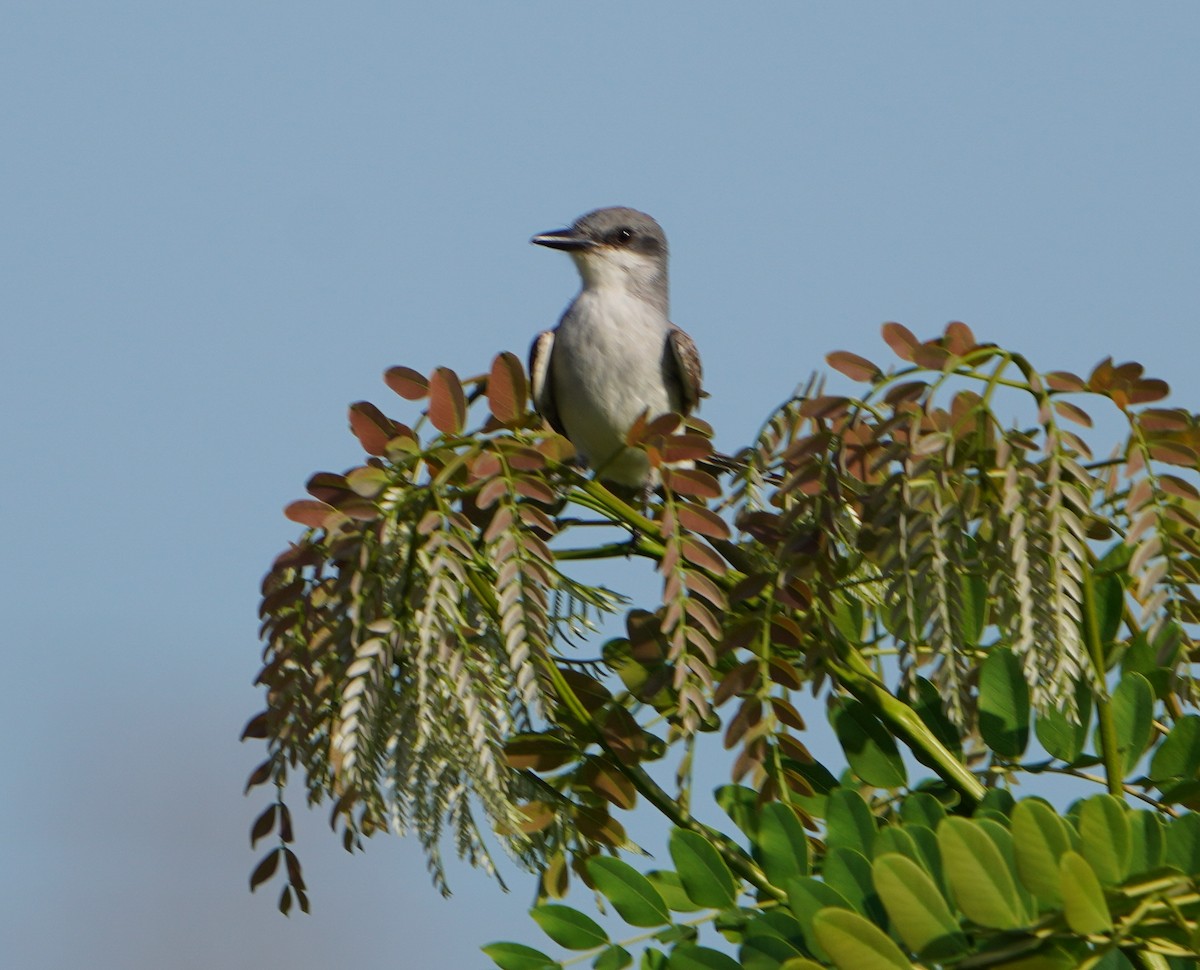 Gray Kingbird - Bobby Senter