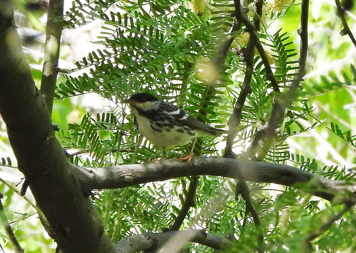 Blackpoll Warbler - Steve Hosmer