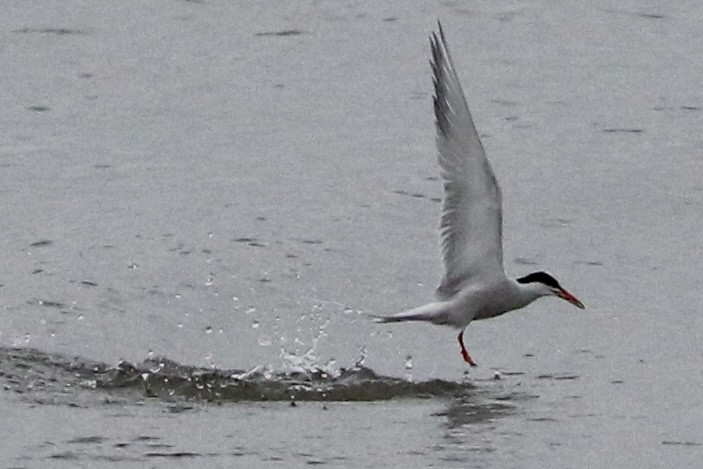 Common Tern - ML619148279