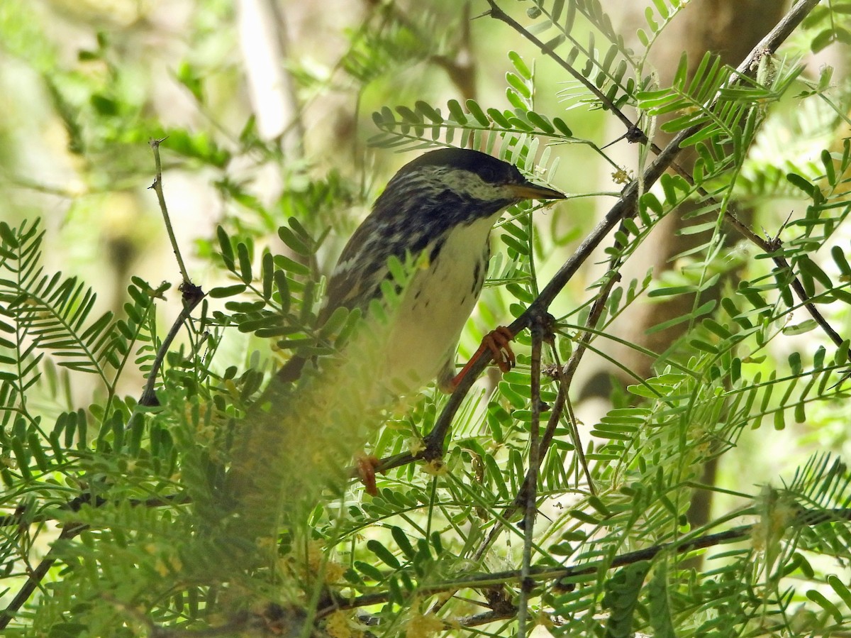 Blackpoll Warbler - Steve Hosmer