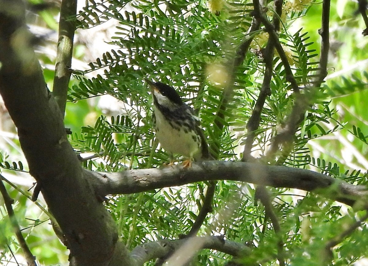 Blackpoll Warbler - Steve Hosmer