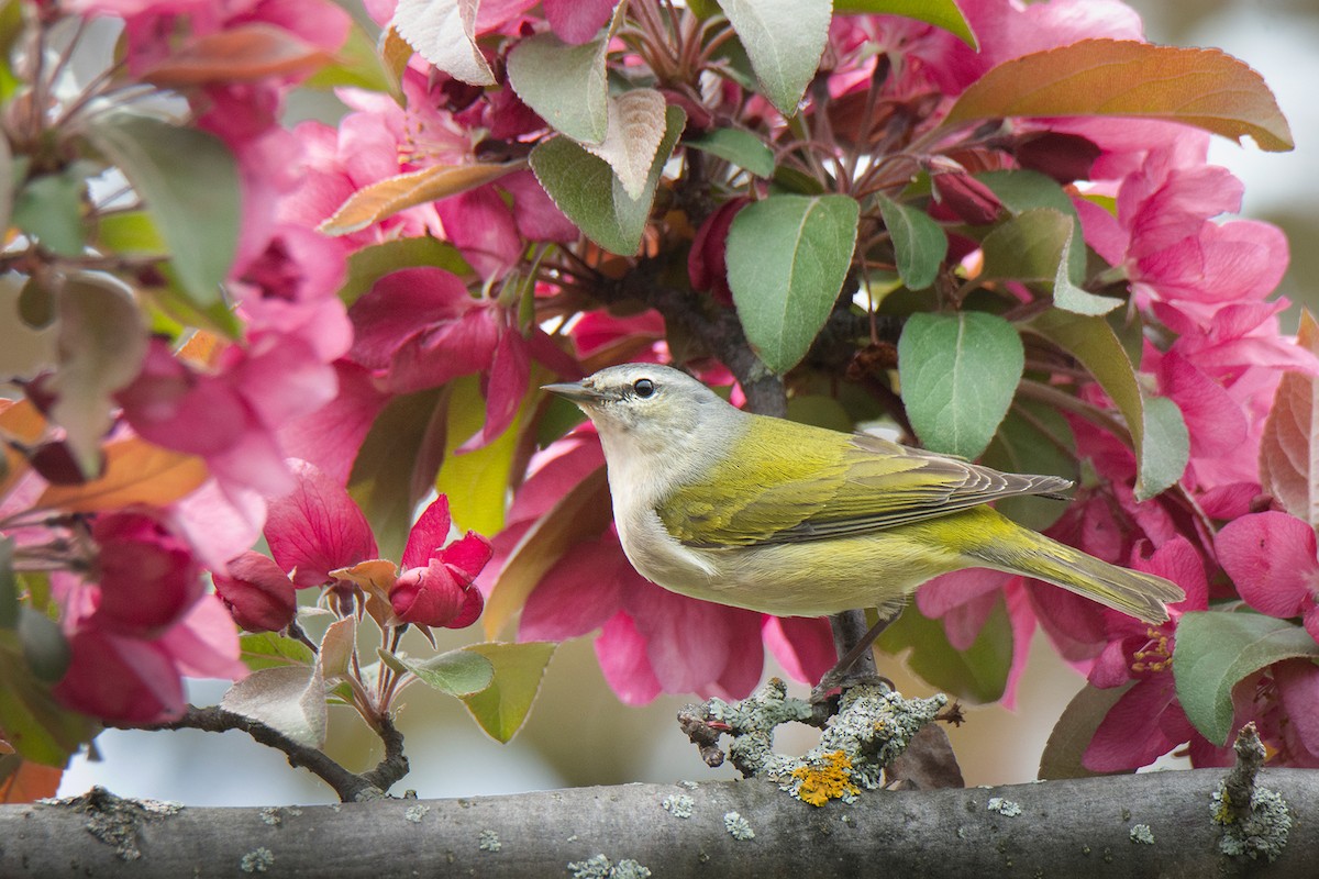 Tennessee Warbler - Andrew Sonea
