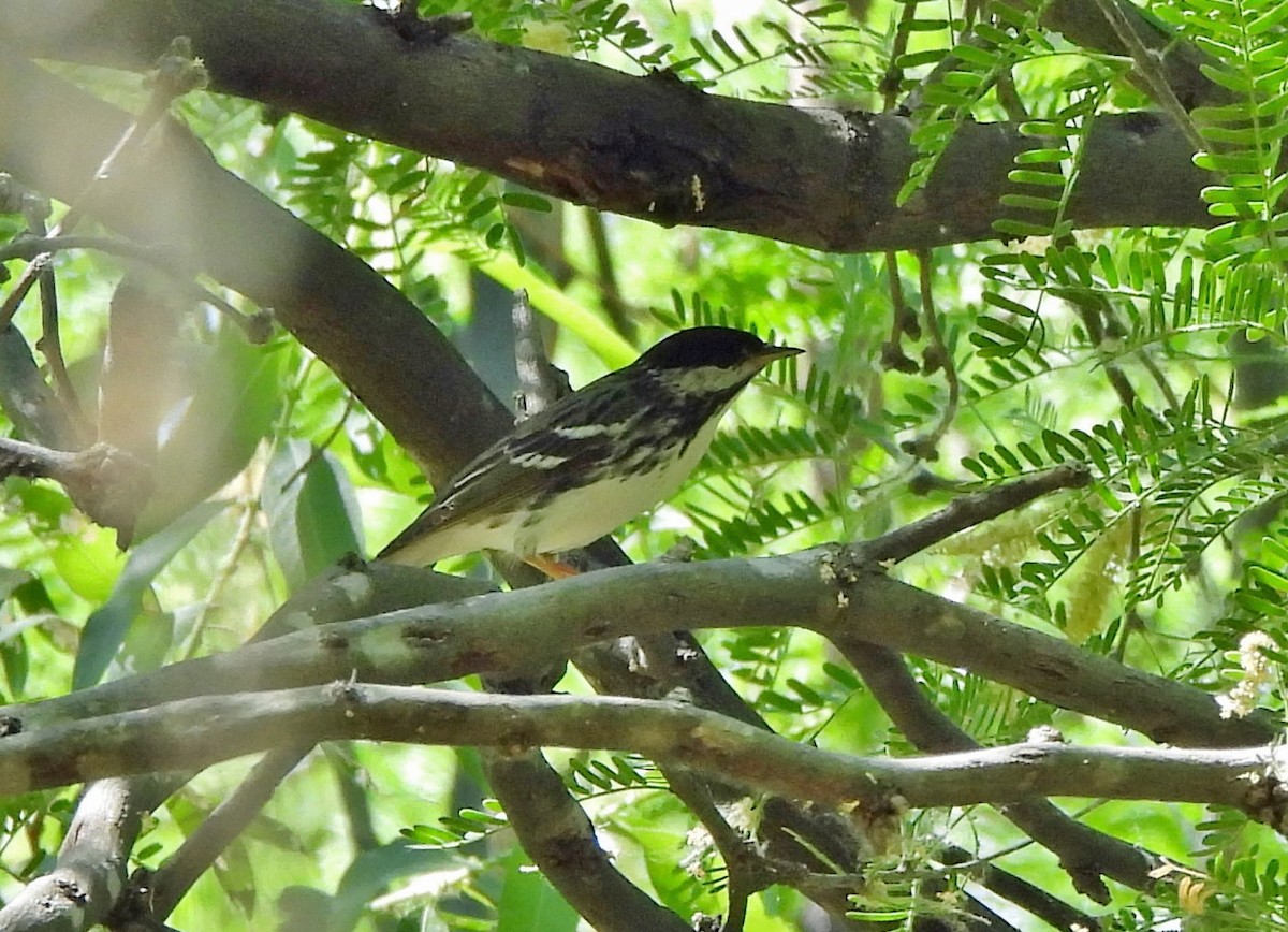 Blackpoll Warbler - Steve Hosmer