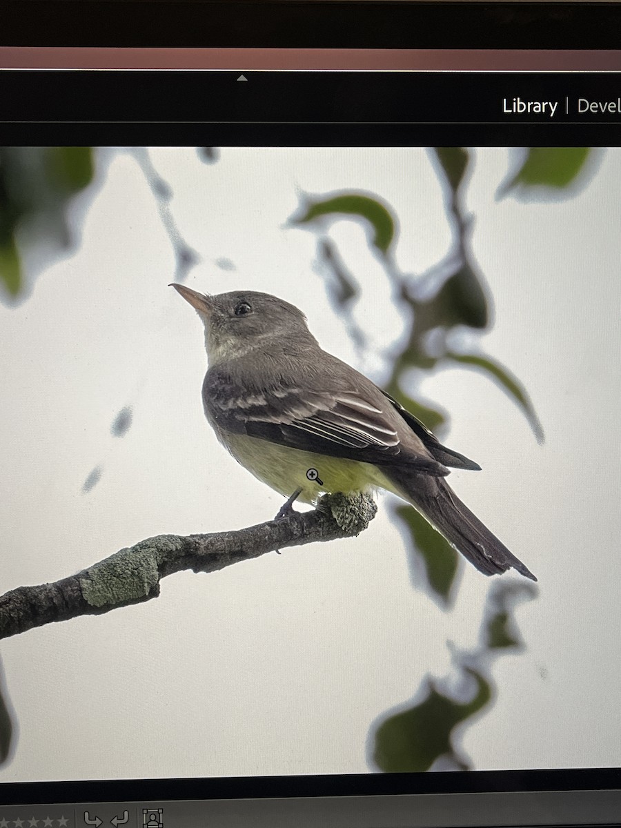 Eastern Wood-Pewee - Cheryl White