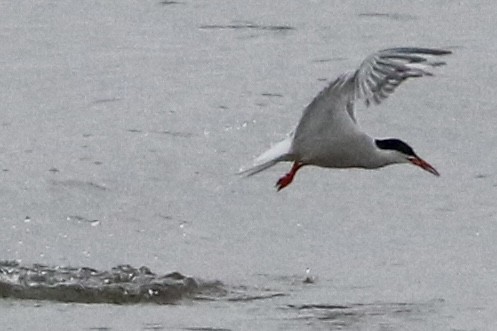 Common Tern - ML619148305