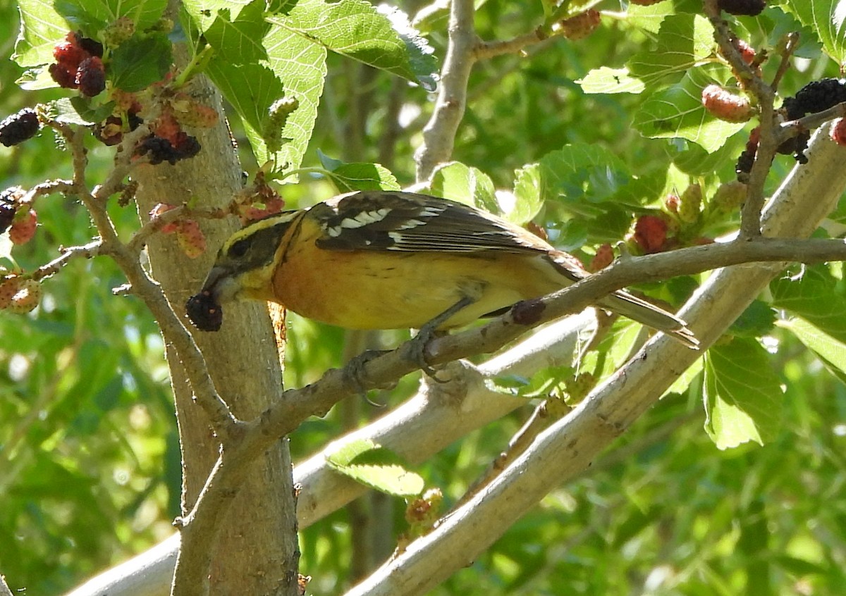 Black-headed Grosbeak - Steve Hosmer