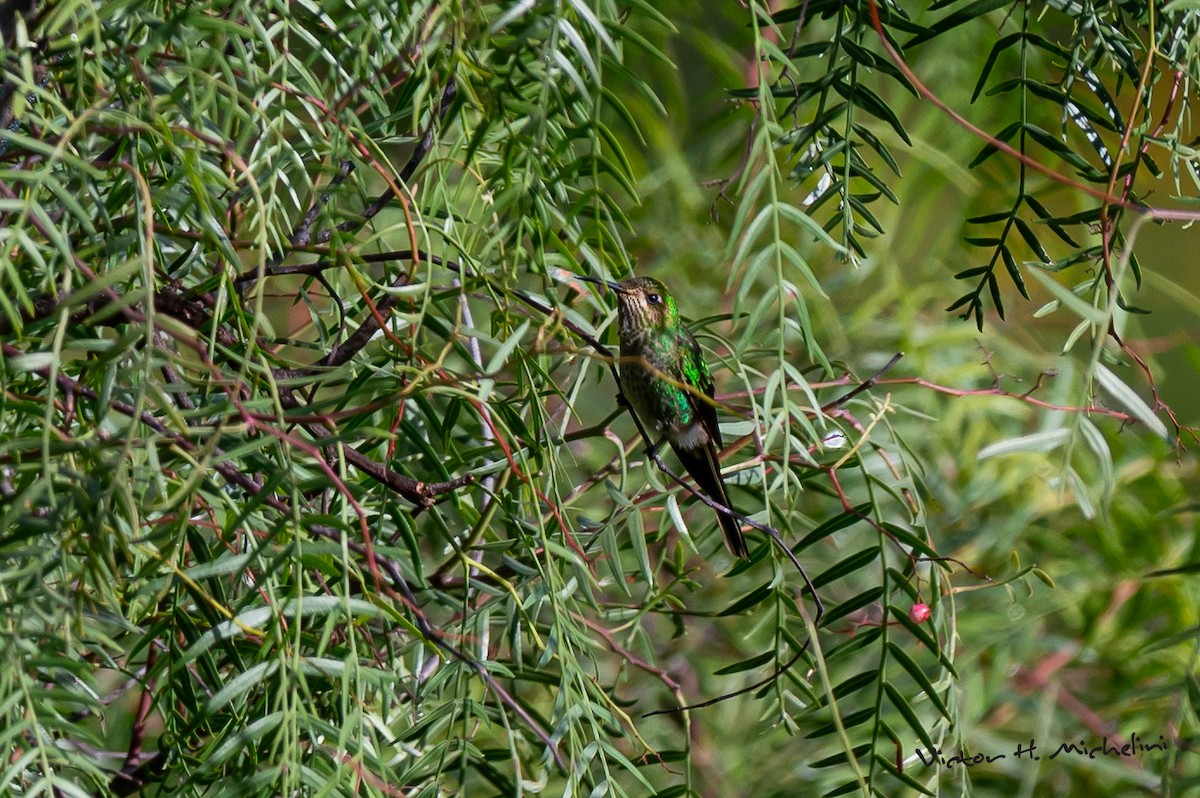 kometkolibri - ML619148316